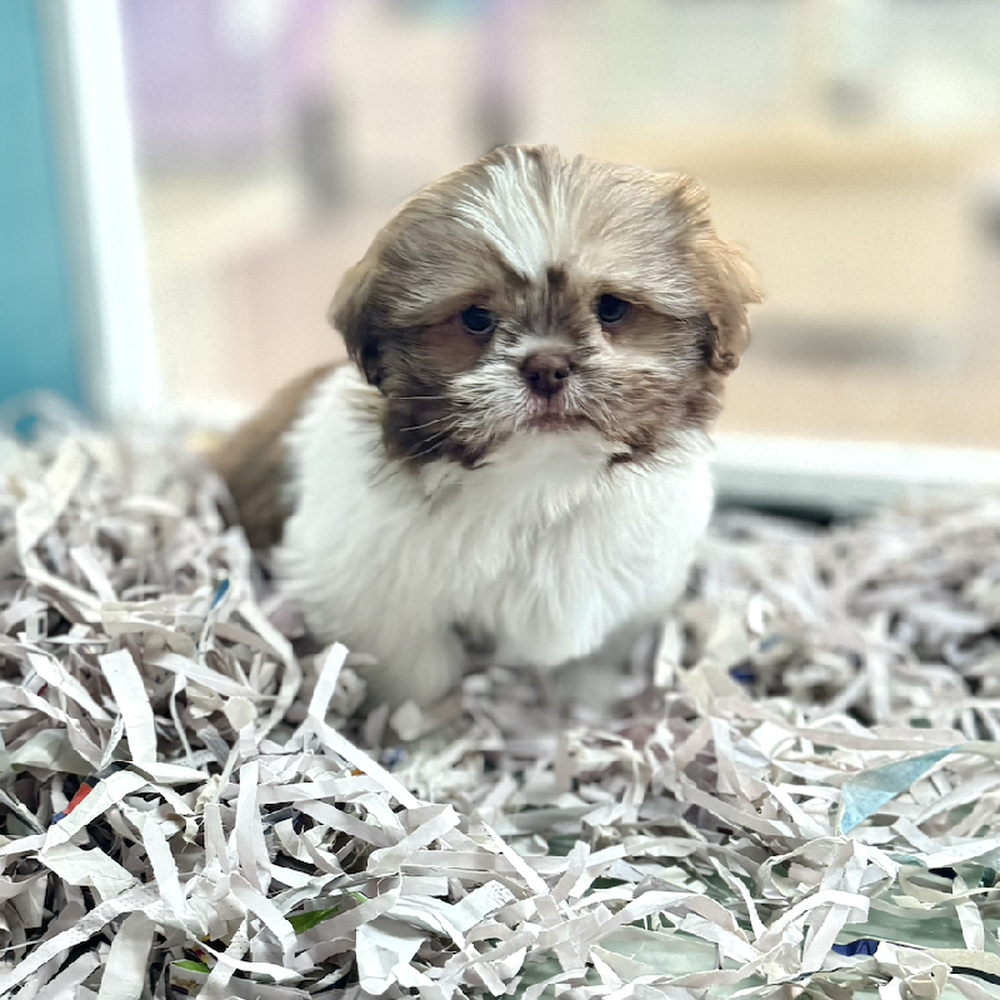 carousel pet images
