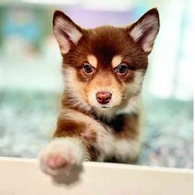 Pomsky