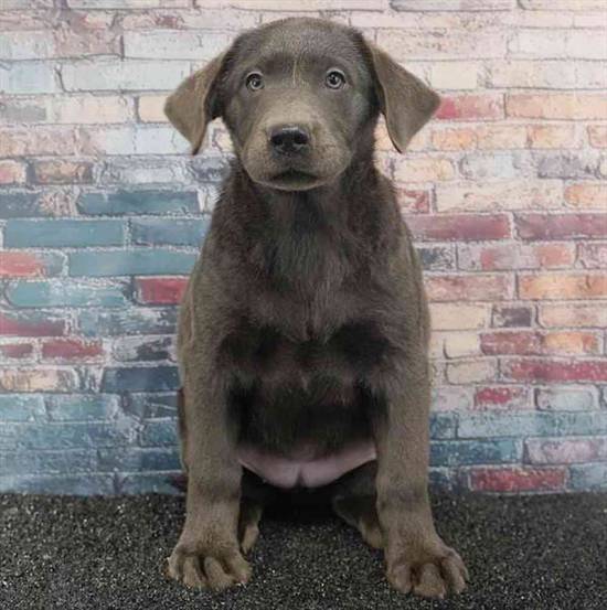 Labrador Retriever