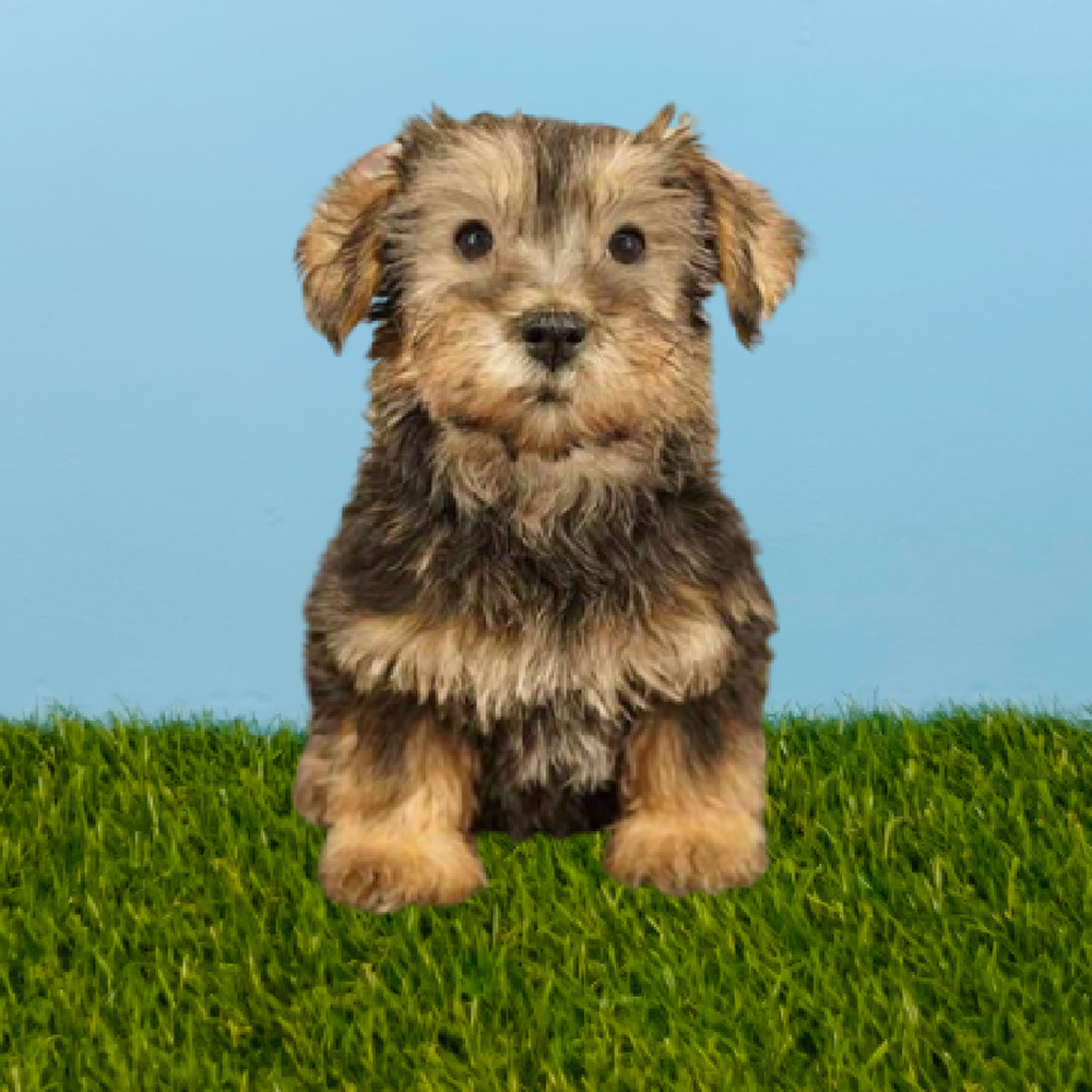 carousel pet images