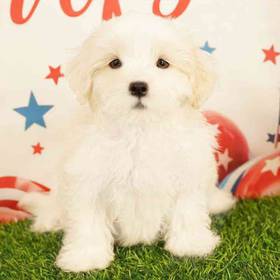 Maltipoo