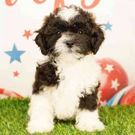 Shizapoo