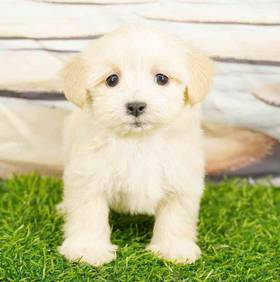 Havanese