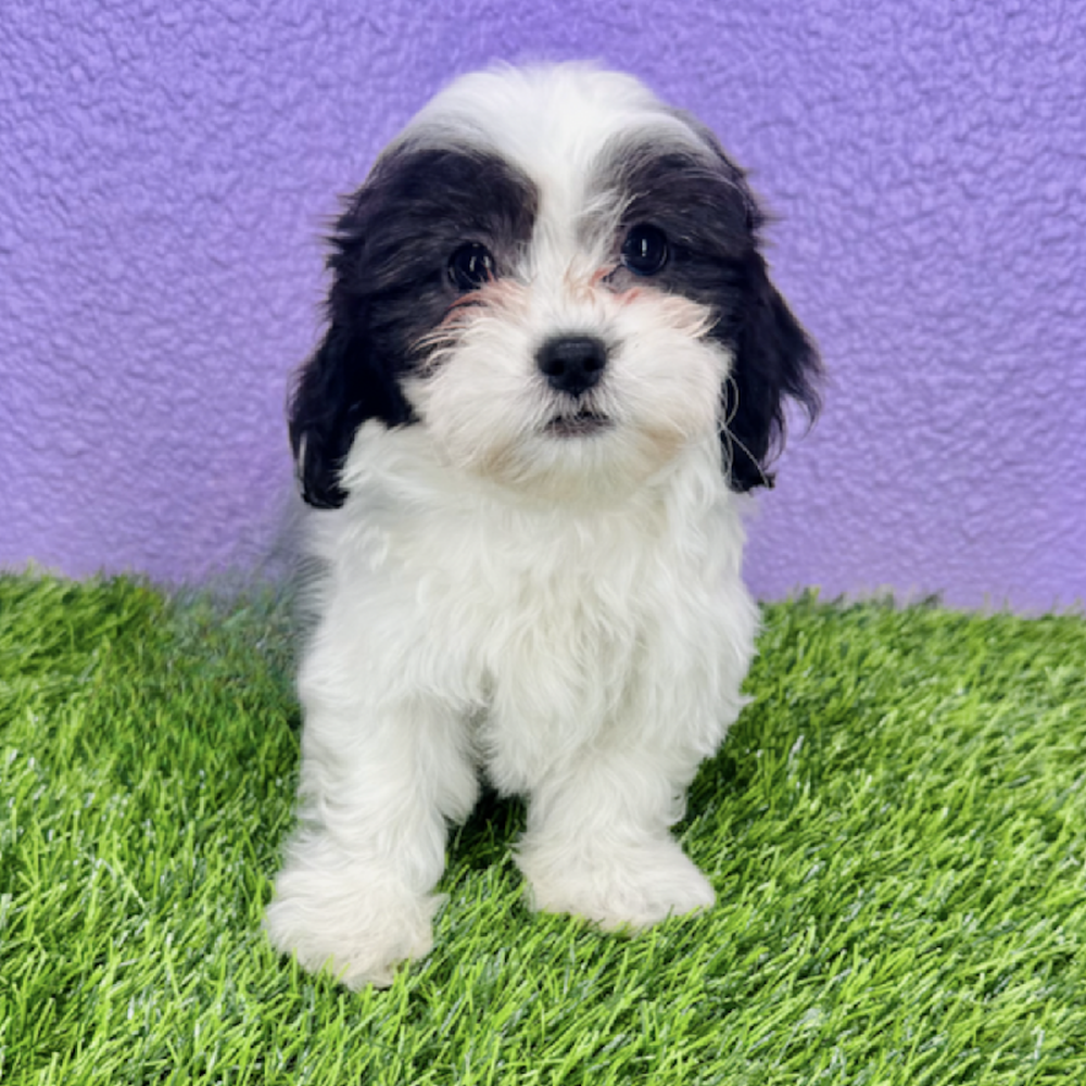 Image of a pet breed in the gallery