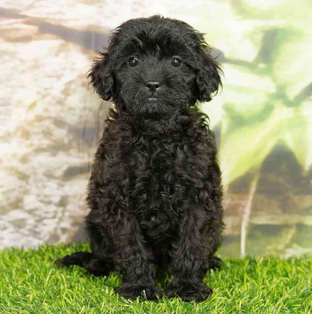 Image of a pet breed in the gallery