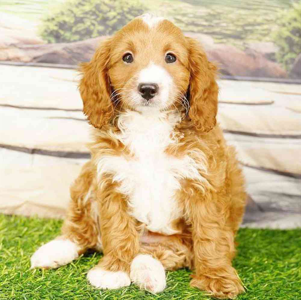 carousel pet images