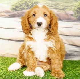 2nd Gen Cockapoo