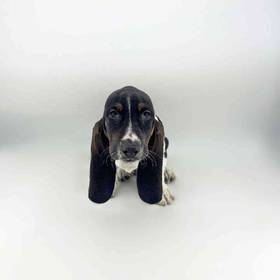 Basset Hound