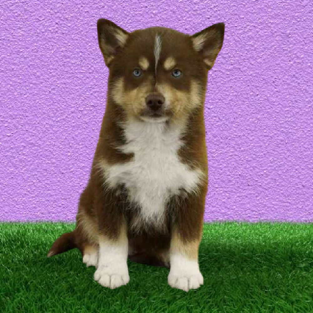 carousel pet images