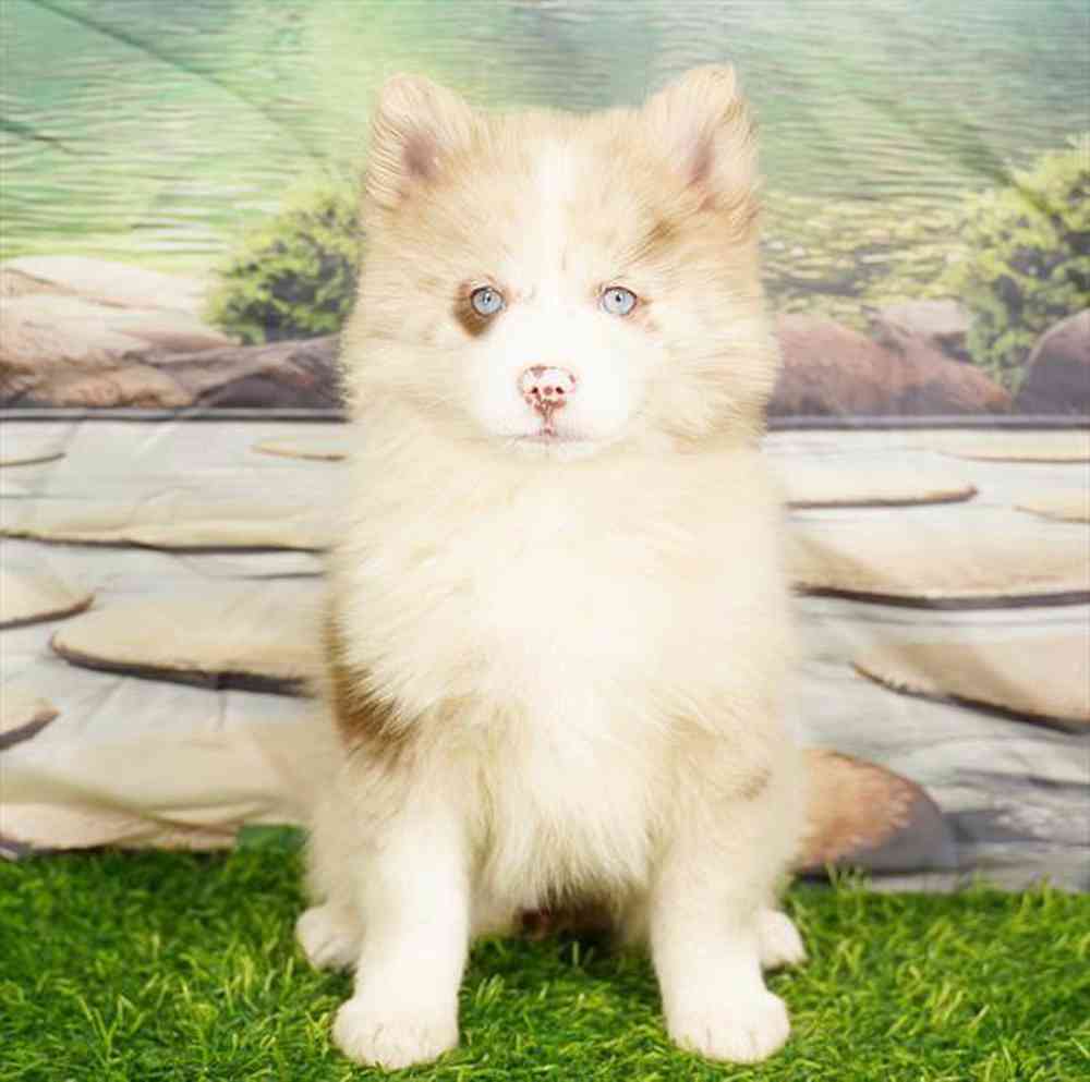 carousel pet images