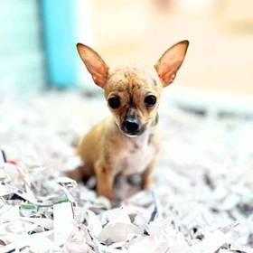 Chihuahua