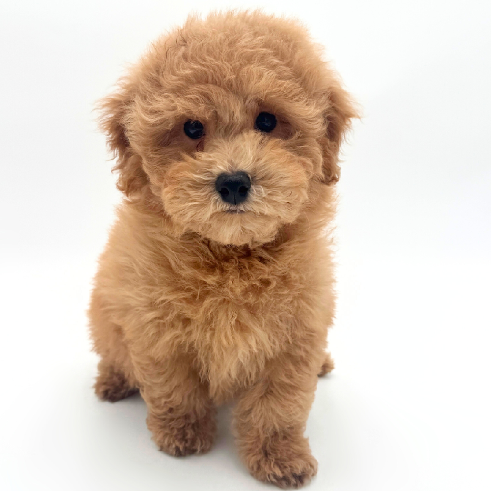 Image of a pet breed in the gallery