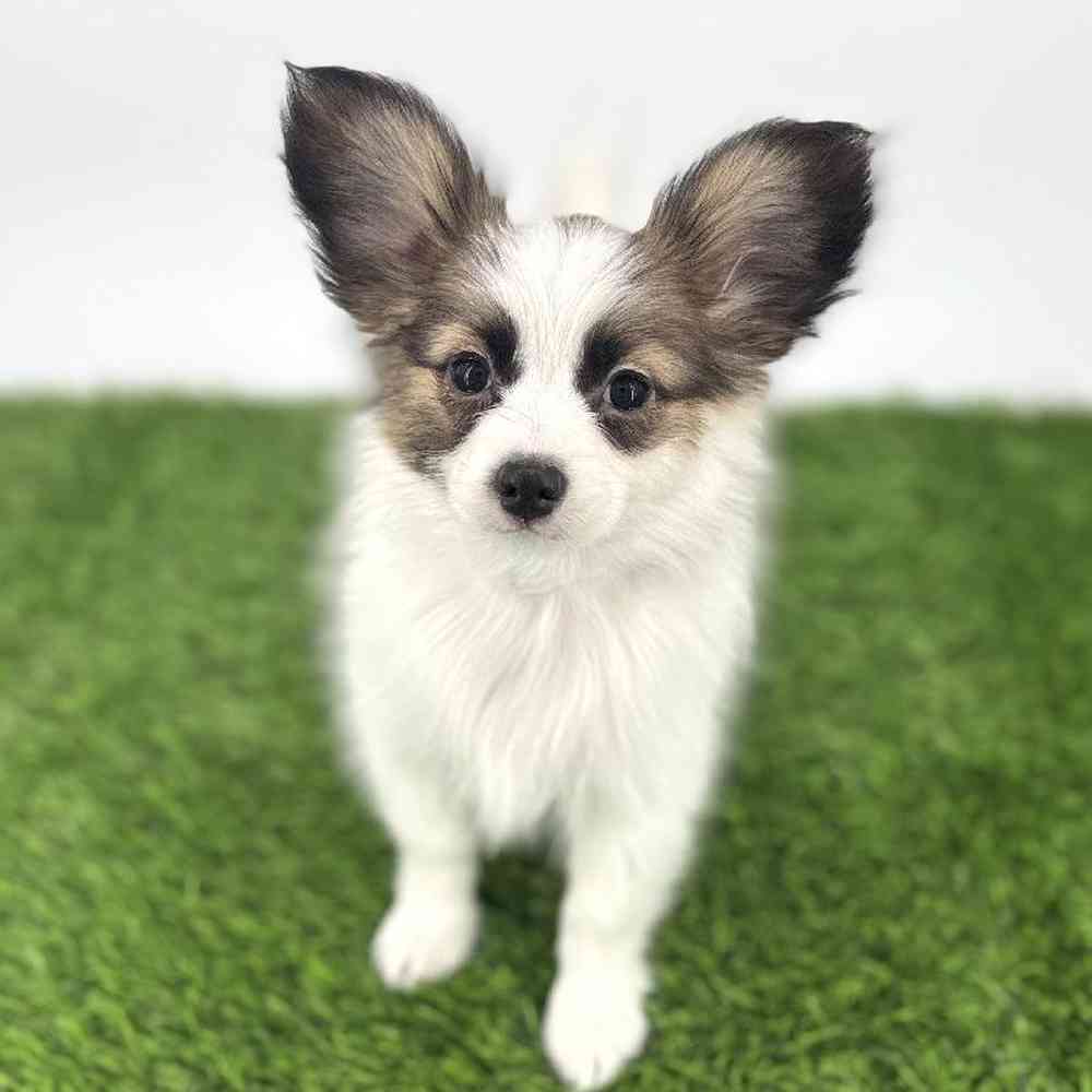 carousel pet images