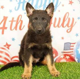 German Shepherd