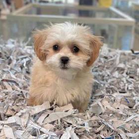 Shizapoo