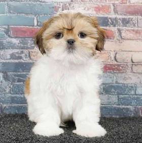 Shih Tzu