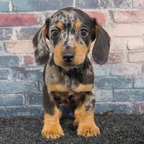 Dachshund