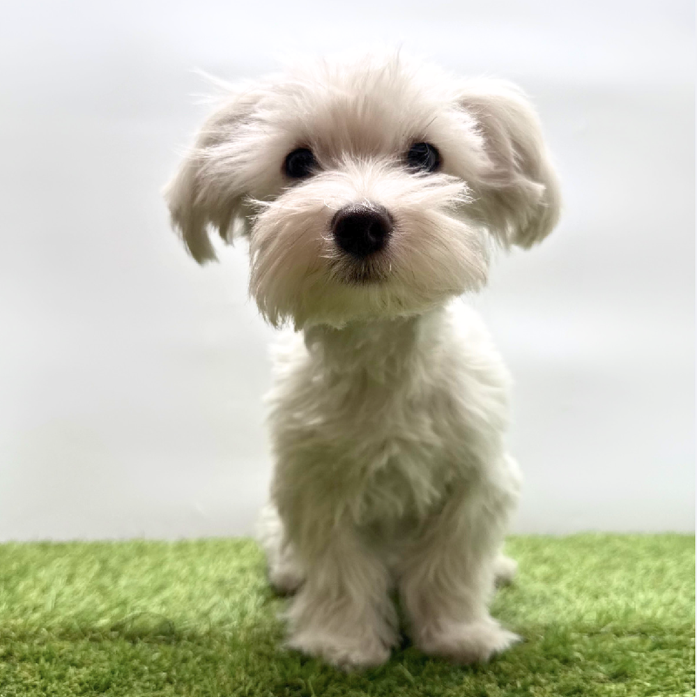 carousel pet images