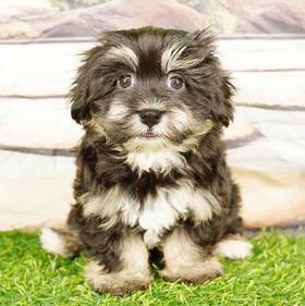 Havanese