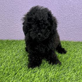 Shizapoo