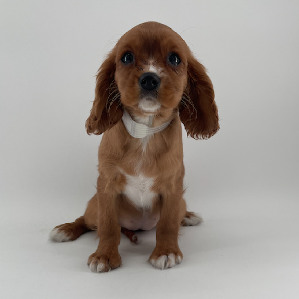 carousel pet images