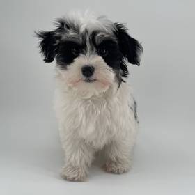 Havanese