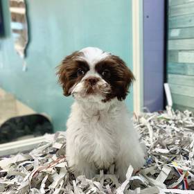 Shih Tzu