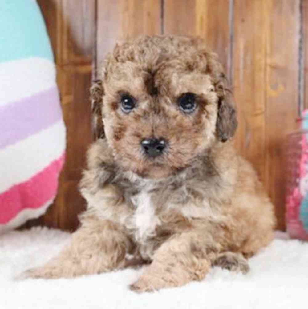 carousel pet images