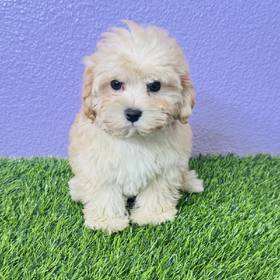 Maltipoo