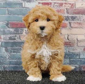Bichapoo