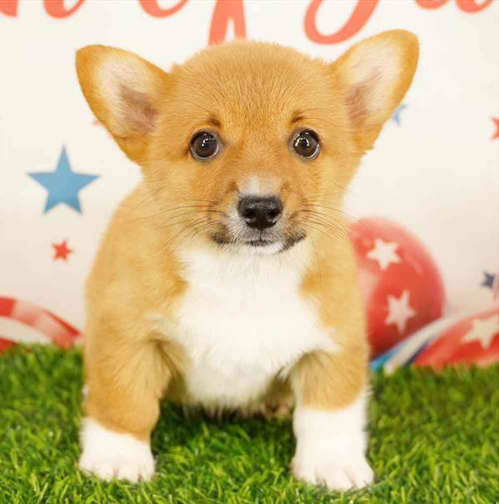 carousel pet images