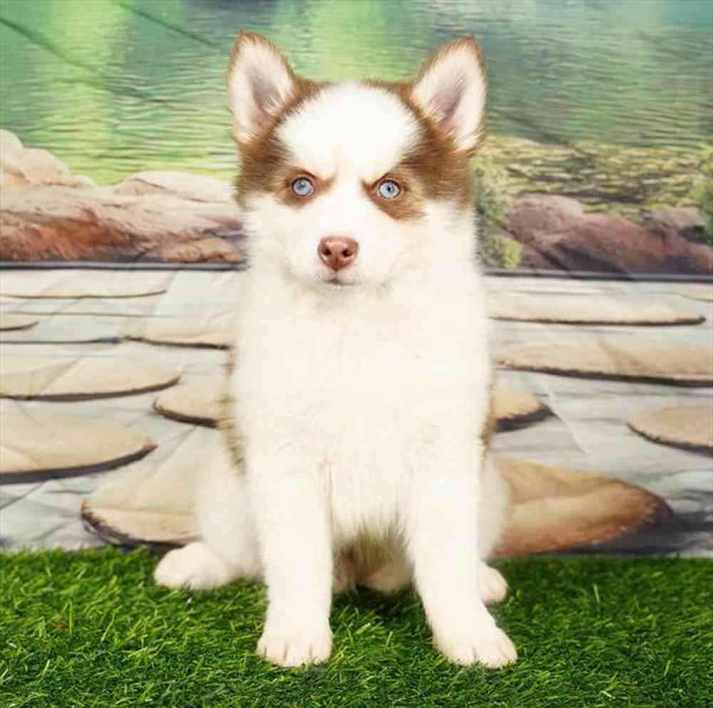 carousel pet images