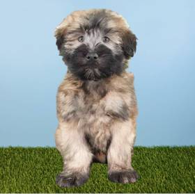 Soft Coated Wheaten Terrier