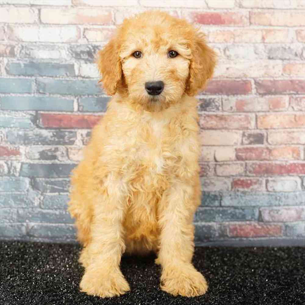 Image of a pet breed in the gallery