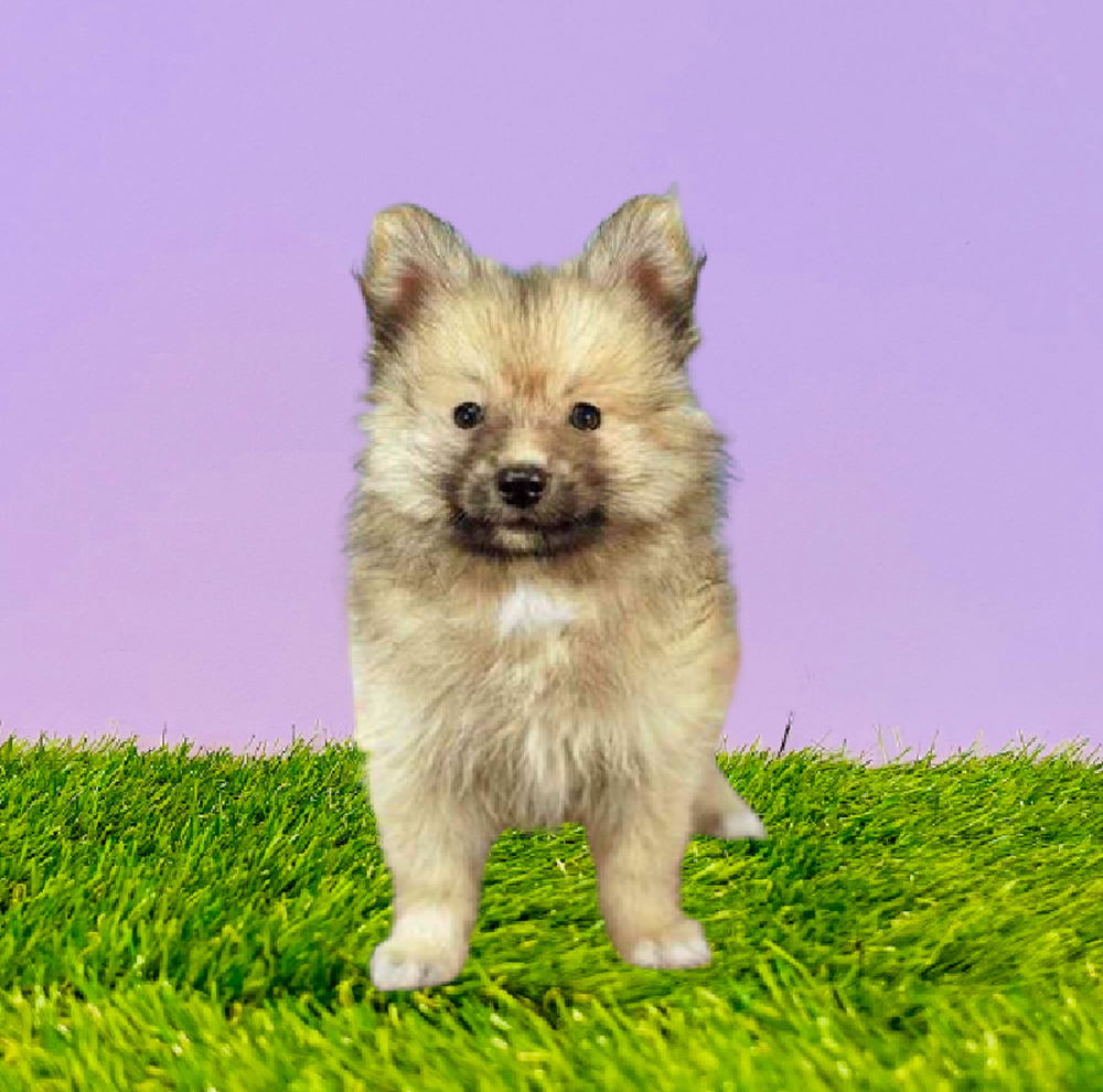 carousel pet images