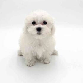 Maltese