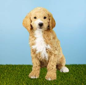2nd Gen Mini Goldendoodle