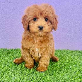 Poodle