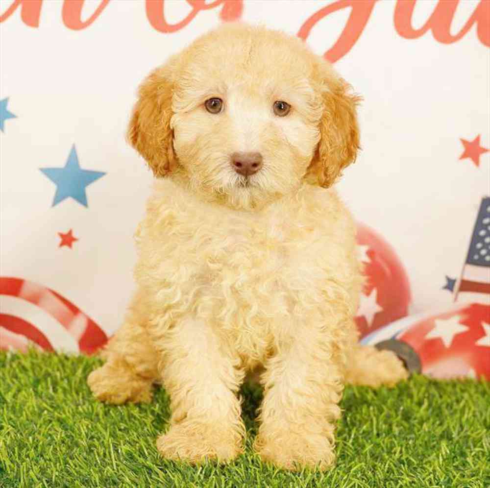 carousel pet images
