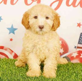 Poodle