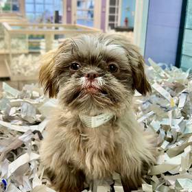 Shih Tzu