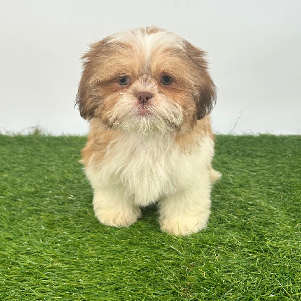 carousel pet images
