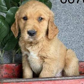 Golden Retriever