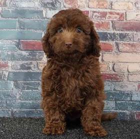Cavapoo