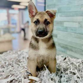 German Shepherd