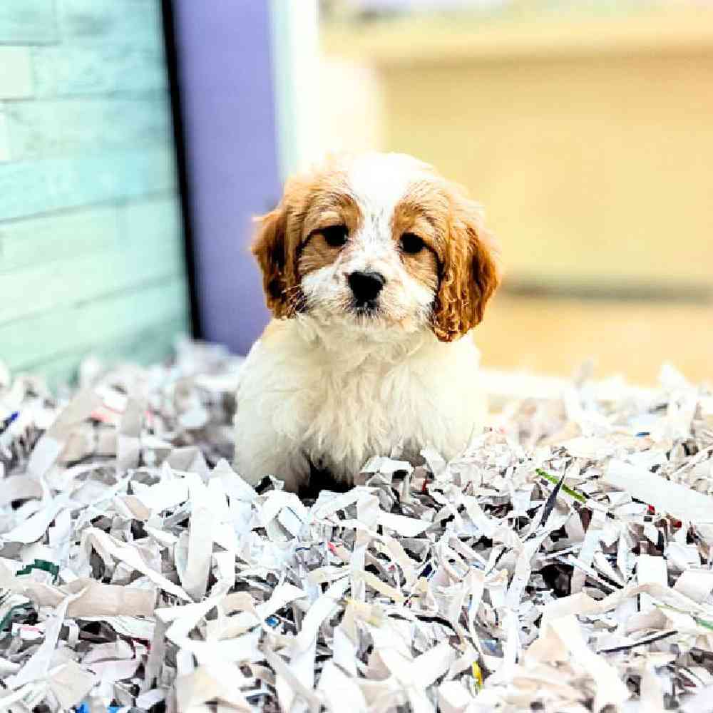 carousel pet images