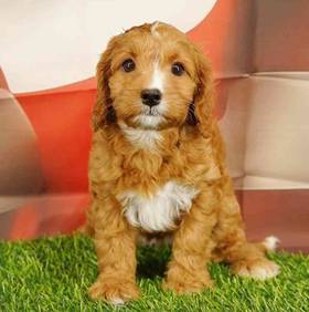 Cavapoo
