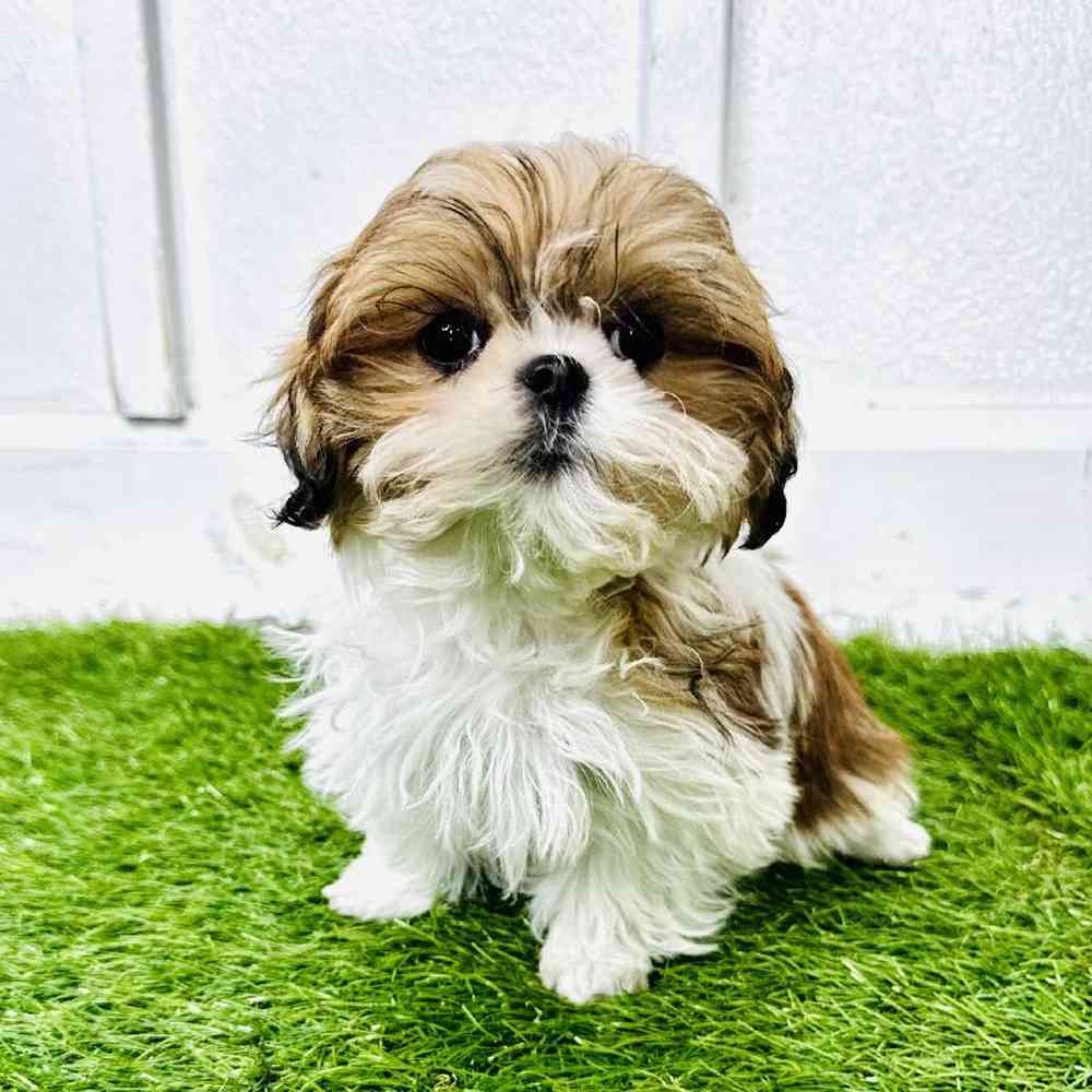 carousel pet images