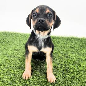 Puggle