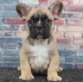 French Bulldog